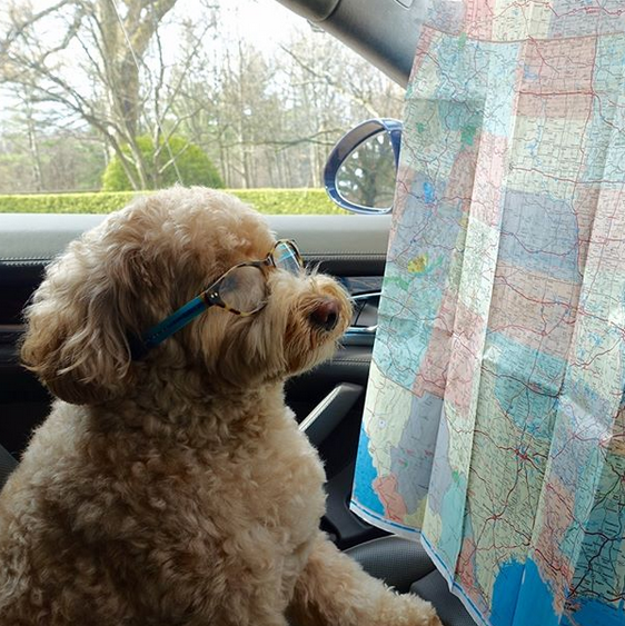 Dog looking at a map.