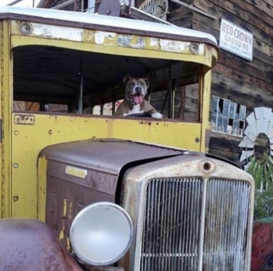 Dog Driving Vintage truck