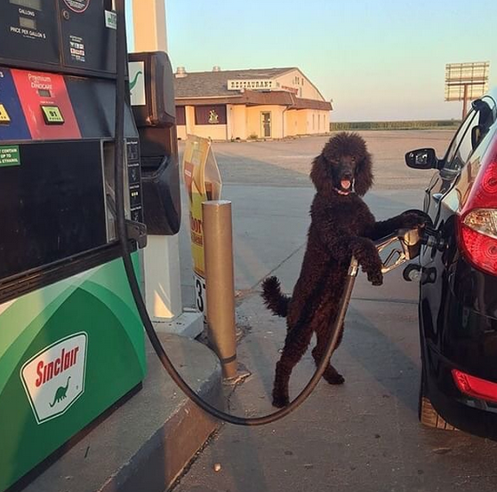 A dog pumping gas.
