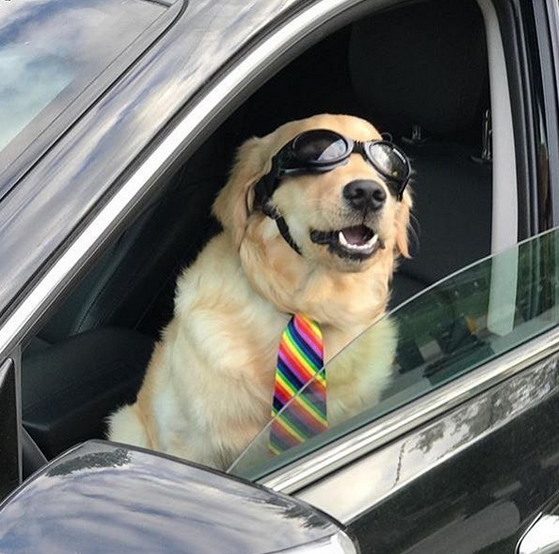 Dog driving with goggles.