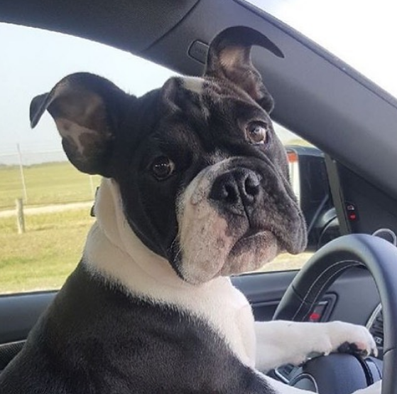 French bull dog driving.