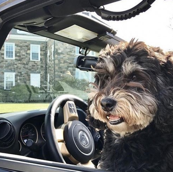 Schnauzer driving a Jeep.